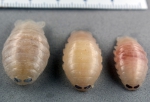 Isopoda