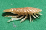 Isopoda