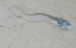 Nezumia bairdii with parasite, author: Fisheries and Oceans Canada