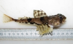 Gymnocanthus tricuspis, author: Nozes, Claude