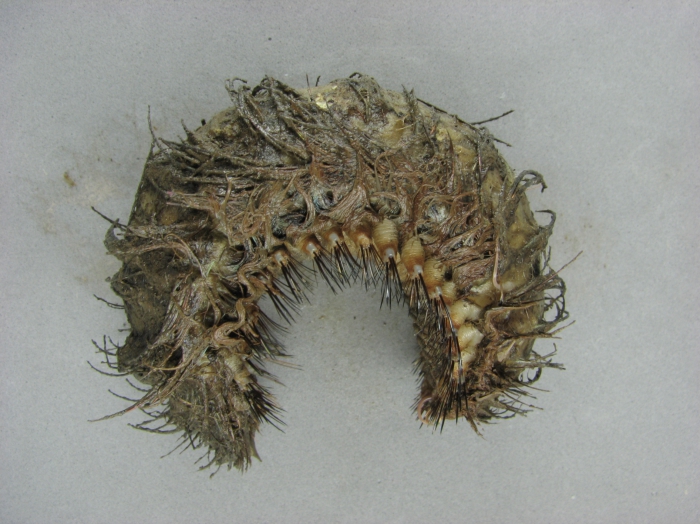 Aphroditella hastata - sea mouse (polychaete)