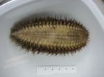Polychaetes