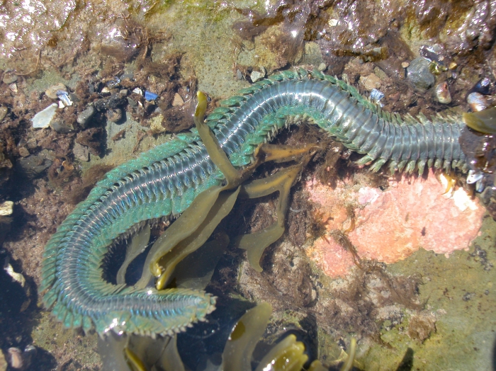 Nereis virens Nereis virens