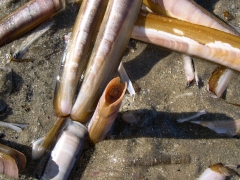 SWG soorten