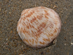 marmerschelp