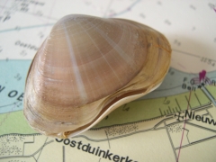 grote strandschelp (met deuk)