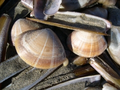 grote strandschelp (levend)