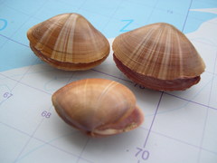 Dieren