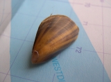 Mytilus edulis Linnaeus, 1758, author: Nuyttens, Filip