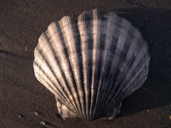 SWG soorten