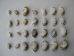 SWG soorten