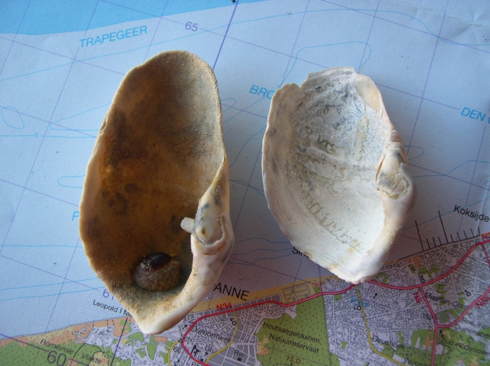 Zirfaea crispata (Linné, 1767) 