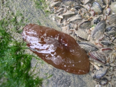 Bloemdieren