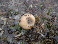 Bloemdieren
