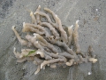 Alcyonidium condylocinereum Porter, 2004