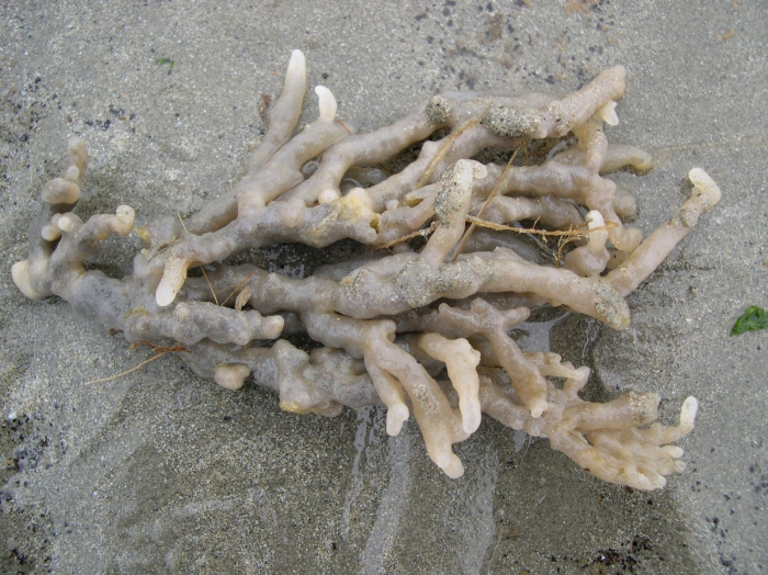 Alcyonidium condylocinereum Porter, 2004