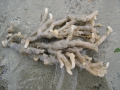 Ctenostomatida