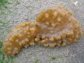 Ctenostomatida