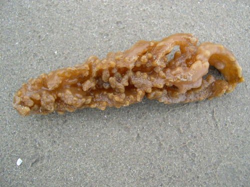 Alcyonidium diaphanum Alcyonidium diaphanum