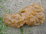 Ctenostomatida