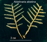 Abietinaria abietina