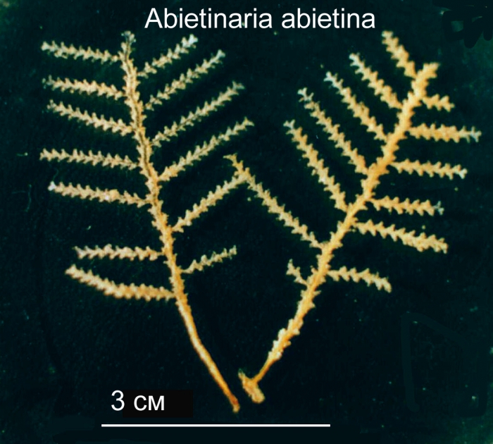 Abietinaria abietina