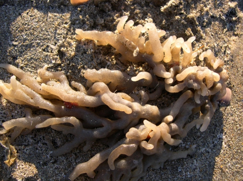 Alcyonidium condylocinereum Porter, 2004 Alcyonidium condylocinereum Porter, 2004
