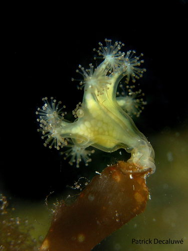 Haliclystus auricula Haliclystus auricula