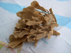 Mosdiertjes