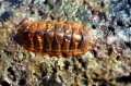 Polyplacophora