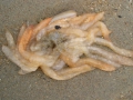 Cephalopoda