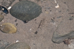 Decapoda