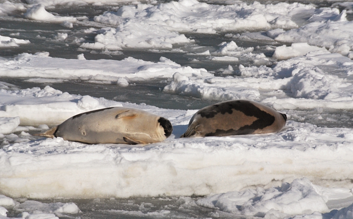 Harp seals Harp seals