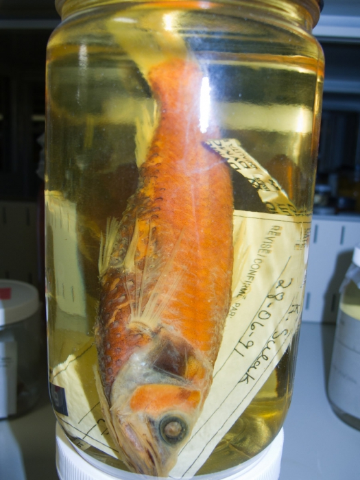Neoscopelus macrolepidotus - large Neoscopelus macrolepidotus - large