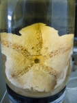 Sea stars