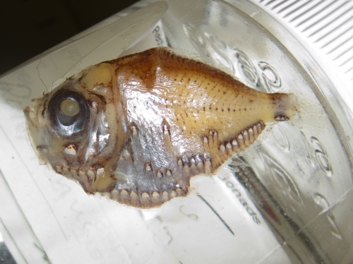 Polyipnus clarus Polyipnus clarus