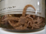 Brittle stars