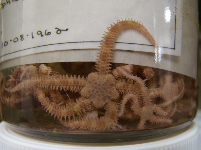 Ophiopholis aculeata Ophiopholis aculeata