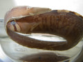 Perciformes