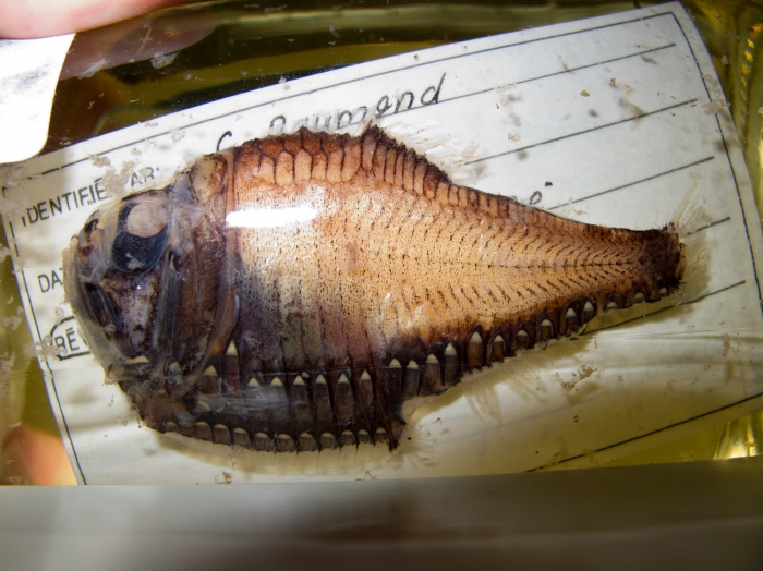 Argyropelecus gigas Argyropelecus gigas