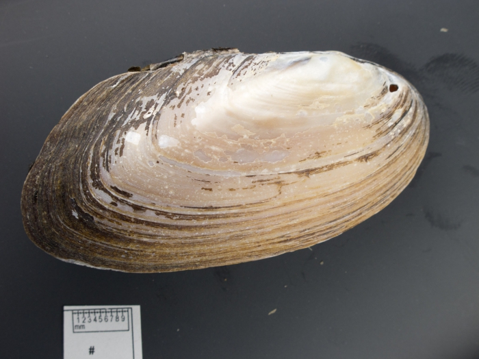 Elliptio complanata Elliptio complanata