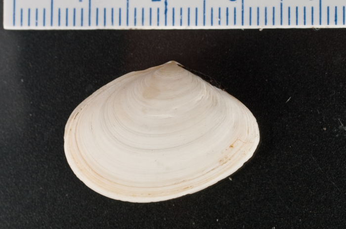 Tellina Tellina
