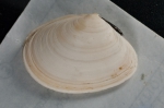 Bivalvia
