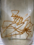 Nymphon sp. indet., author: Nozes, Claude