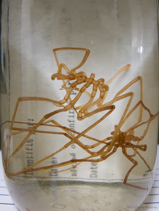 Nymphon sp. indet. Nymphon sp. indet.