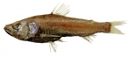 Myctophiformes