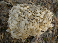 eggs of Buccinum undatum Linnaeus, 1758 