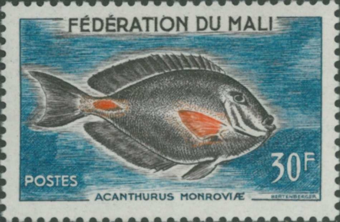 Acanthurus monroviae