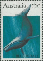 Balaenoptera musculus