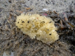 Perciformes